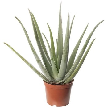 ALOE VERA IN POT