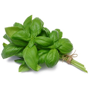 BASIL