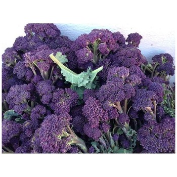 BROCCOLI PURPLE