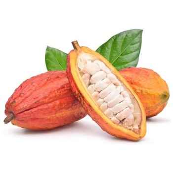 CACAO FRUIT
