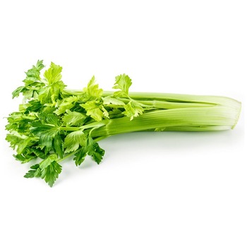 CELERY LEAF