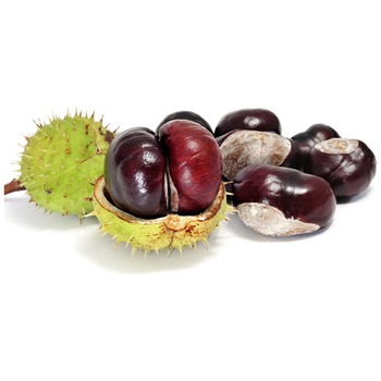 CHESTNUT