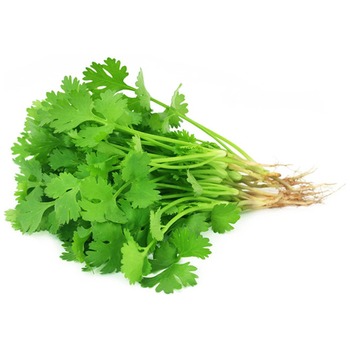 CORIANDER