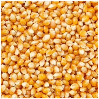 CORN KERNELS