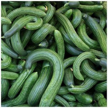 CROOK CUCUMBER KRUK X5