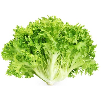 CURLY ENDIVE LETTUCE