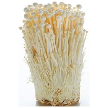 ENOKI MUSHROOM