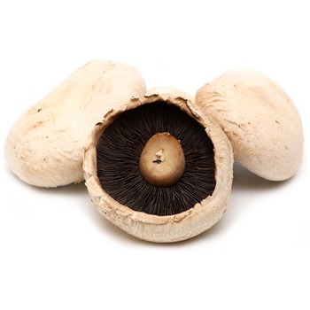 FLAT MUSHROOM