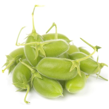 FRESH CHICKPEAS RYNA BEANS