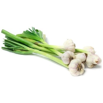 FRESH GARLIC