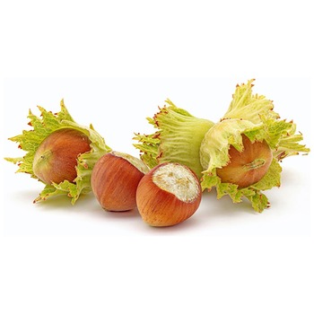 FRESH HAZELNUTS (COBNUT)