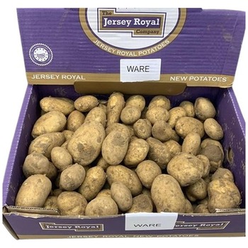 JERSEY POTATO (NEW JERSEY)