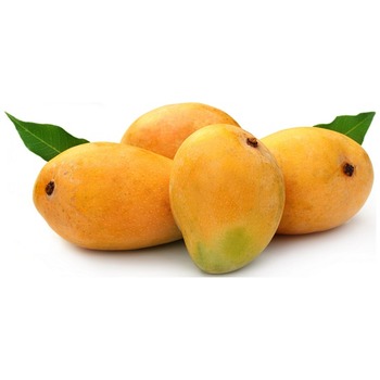 MANGO PAKISTAN MEDIUM