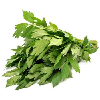 LOVAGE