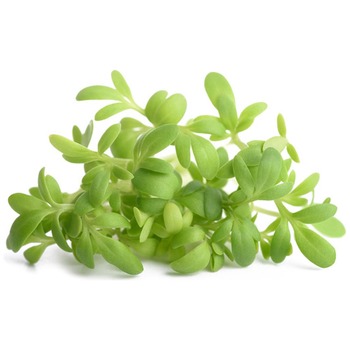 MASTER CRESS (MUSTARD)