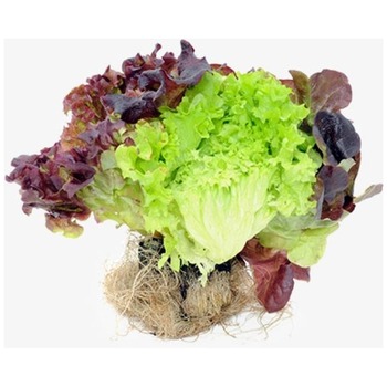 MIX LETTUCE (GROWING LETTUCE)
