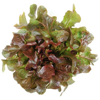 OAK LEAF LETTUCE