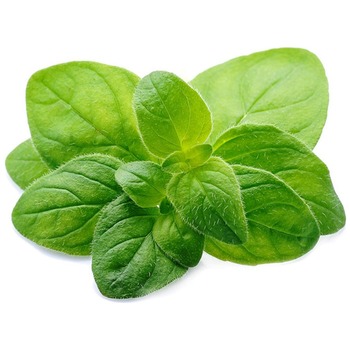OREGANO