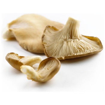 OYSTER MUSHROOM