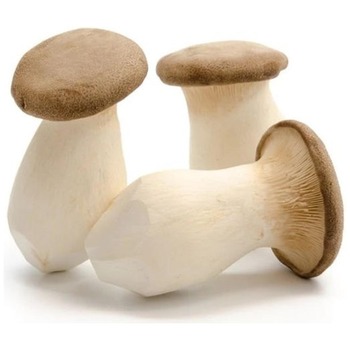 OYSTER MUSHROOM KING