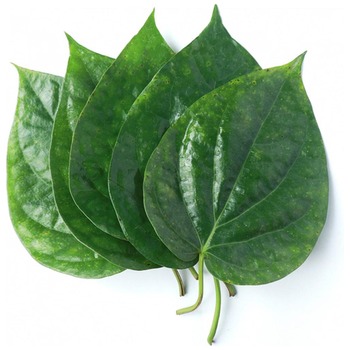 PAAN LEAVES