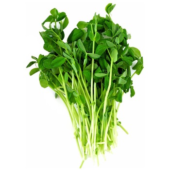 PEA SHOOT