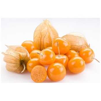PHYSALIS P.P