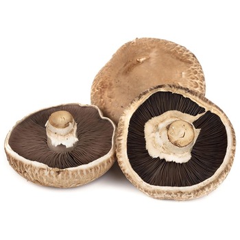 PORTOBELLO MUSHROOM