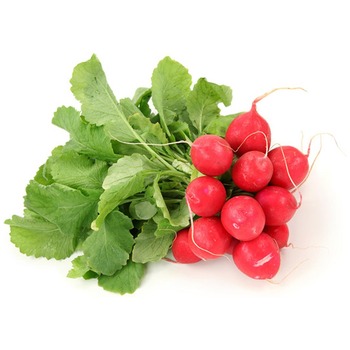RED RADISH