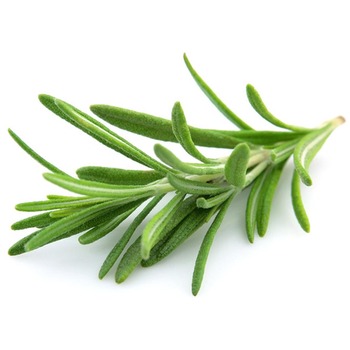 ROSEMARY