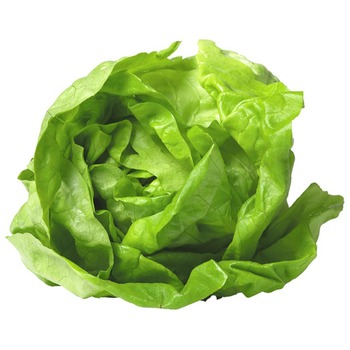 ROUND LETTUCE
