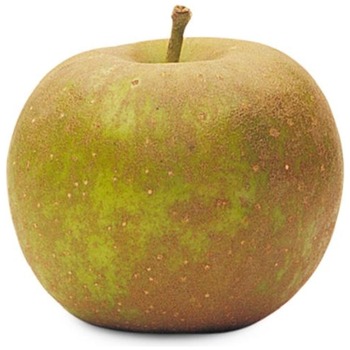 RUSSET APPLE