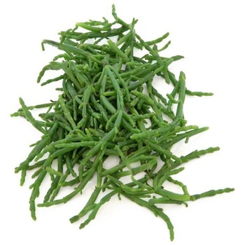 SAMPHIRE (DENIZ BORULCESI)