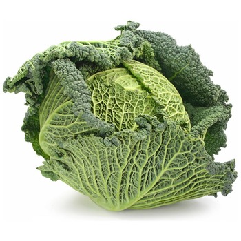SAVOY CABBAGE