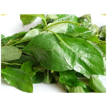 SCENT LEAVES (SENIT)