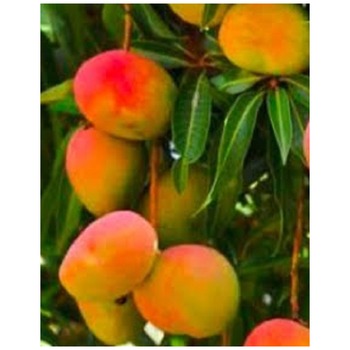 MANGO PAKISTANI SMALL