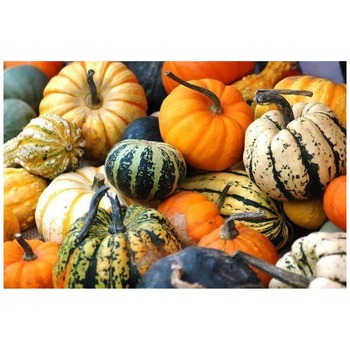 SQUASH COURDS