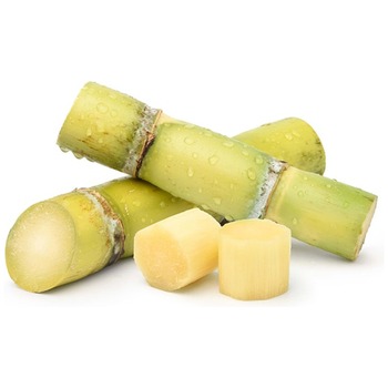 SUGAR CANE