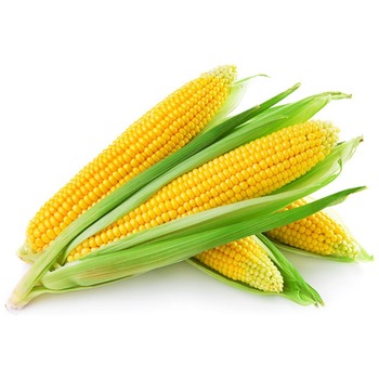 SWEET CORN FRESH