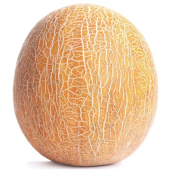 TURKISH GALIA MELON