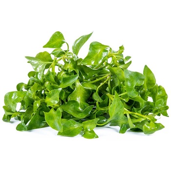 WATERCRESS