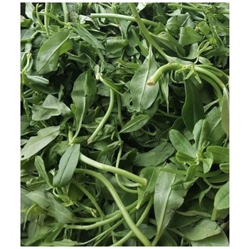 WATERLEAF (EFO GBURE MGBOLODI EBE DONDON)