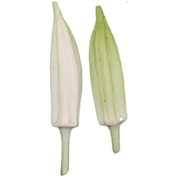 WHITE OKRA