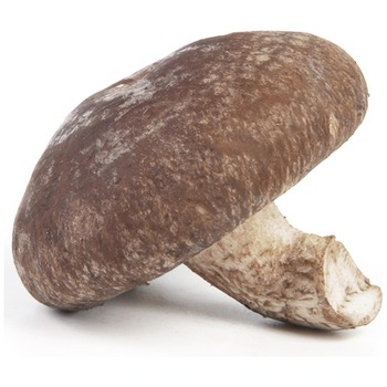 WILD MUSHROOM